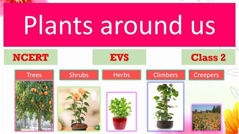 uses of plants for class 2 lesson plan