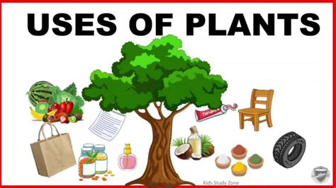 uses of plants for class 4