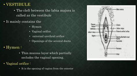 vaginal opening