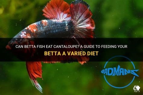 varied diet for betta fish