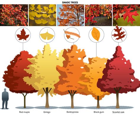 various colours of trees
