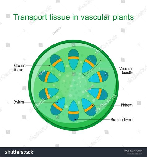 vascular bundle in stem