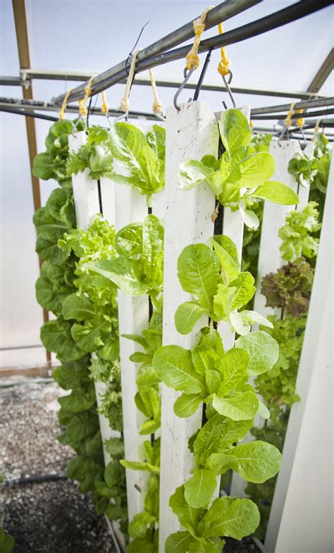 Lettuce growing in a vertical grow tower