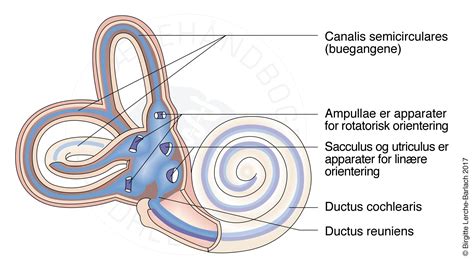 vestibulum anatomy