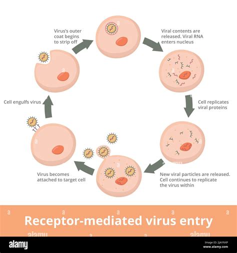 virus entry into cell
