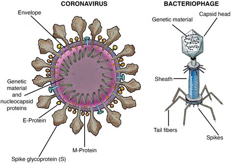 Virus genetic material