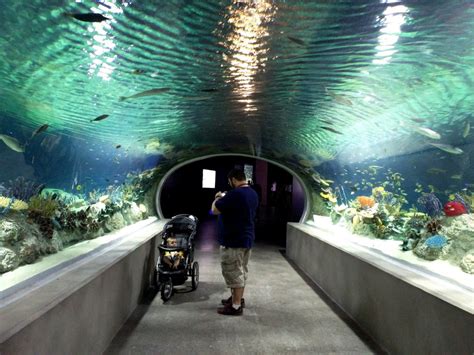 Visit Local Aquariums