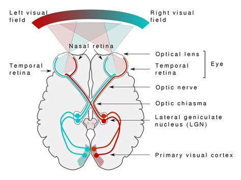 visual pathway define