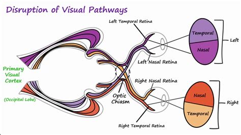 visual pathway driving definition