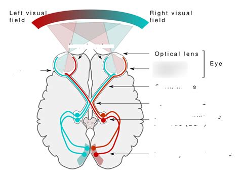 visual pathway explained