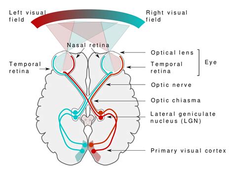 visual pathway meaning