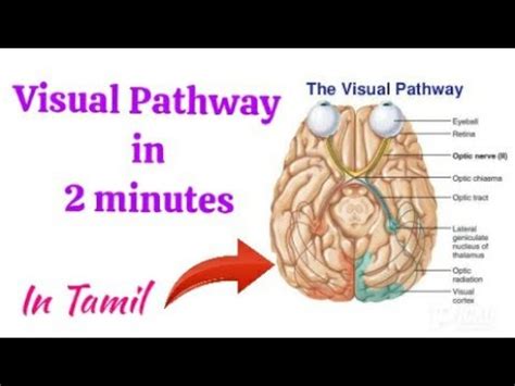 visual pathway meaning in tamil
