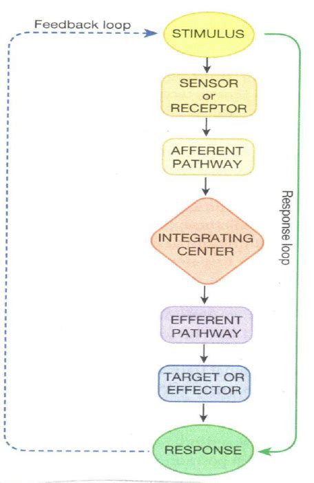 visual processing pathway steps