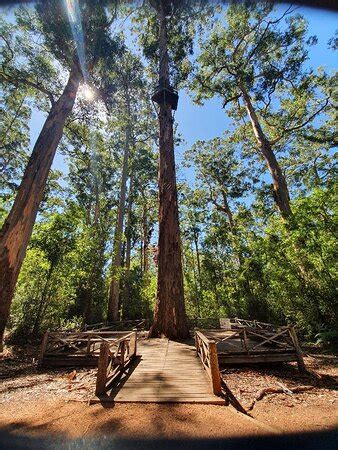 Walkthrough Tree Pemberton