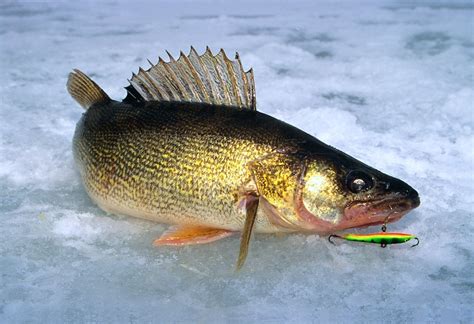 walleye ice fishing lures