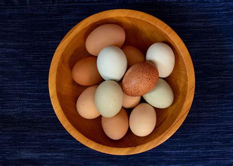 Warna dan Bentuk Telur