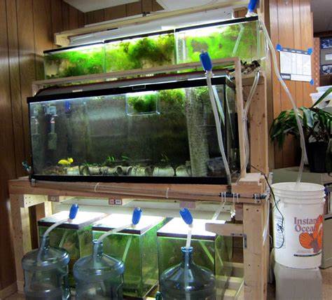 water change fish tank
