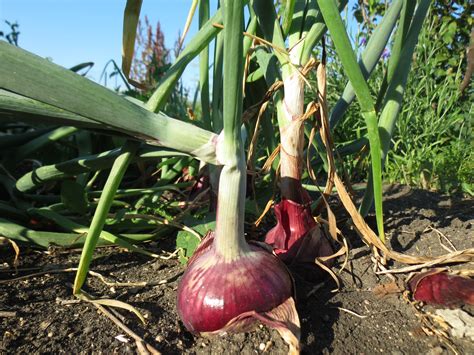 Weather conditions for red onion harvest