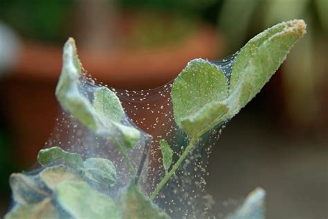 webbing on plants