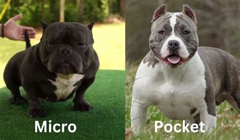 what's the difference between a pocket bully and a micro bully