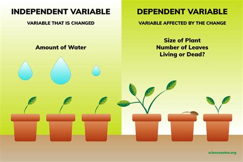 what are 2 examples of independent variables
