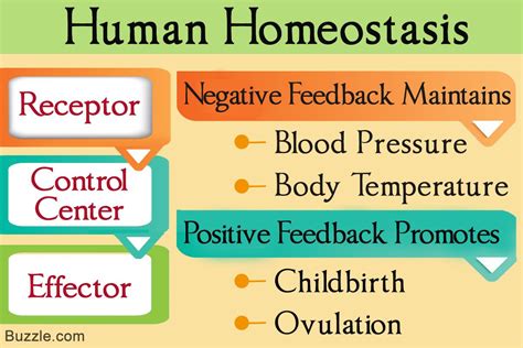 what are 3 examples of negative feedback in homeostasis
