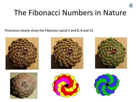 what are fibonacci numbers in nature