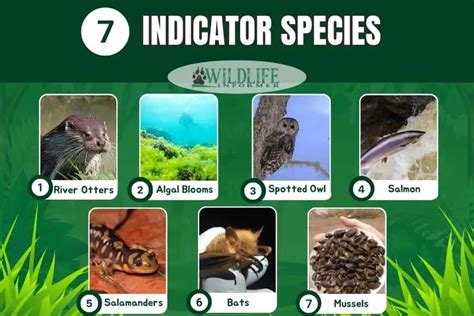 what are indicator species examples