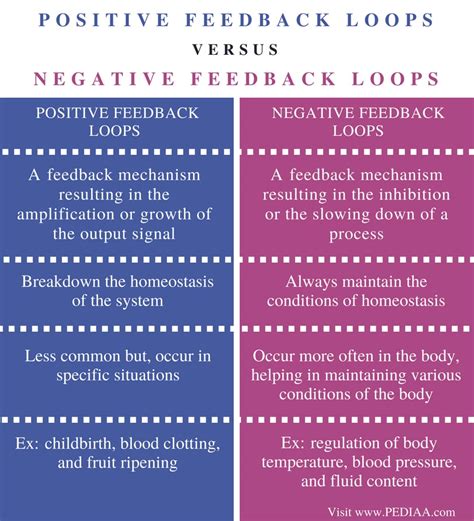 what are positive and negative feedback loops