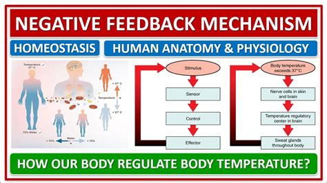 what are some examples of negative feedback anatomy