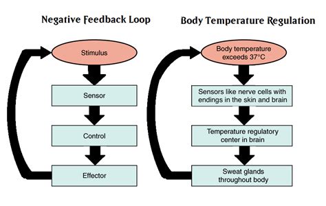 what are some negative feedback loops