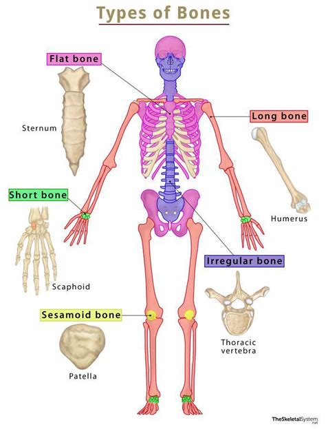 what are the 5 different types of bones and an example of each