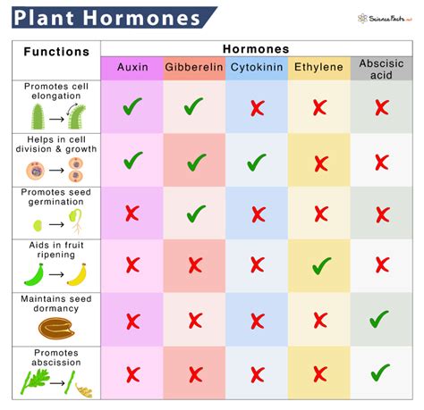 what are the 5 plant hormones and their functions