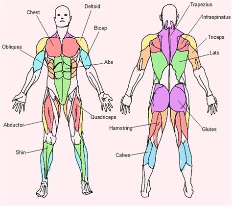 what are the 6 major muscles and their functions