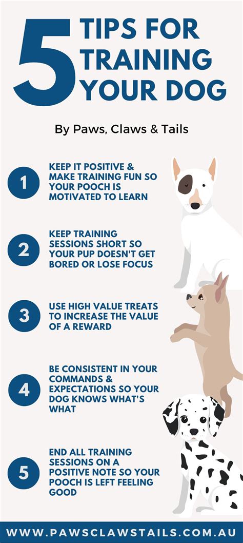 what are the 7 basic commands for dog training