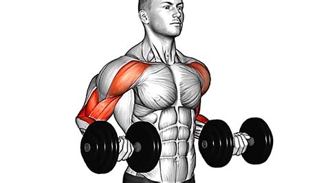 what are the best bicep exercises with dumbbells