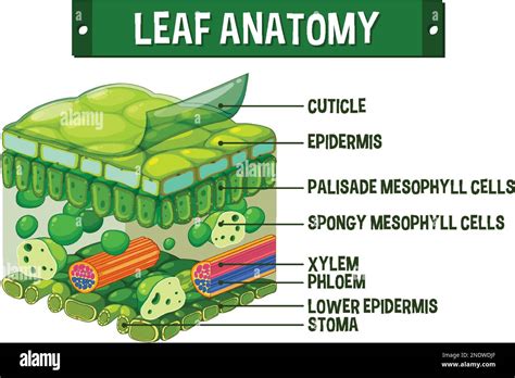 what are the different internal structure of the leaf