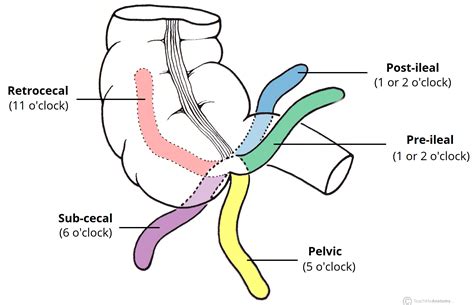 what are the different types of appendix