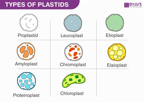 what are the different types of plastids explain the function of green coloured plastids