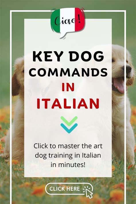 what are the dog commands in italian
