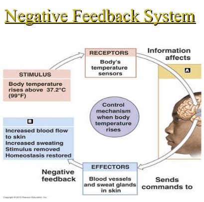 what are the five examples of negative feedback mechanism