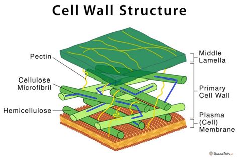 what are the functions of cell wall class 9