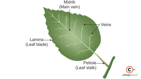 what are the main parts of a leaf and their functions