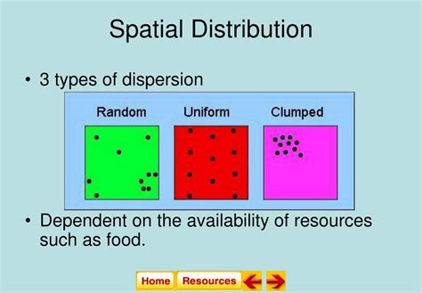 what are the three types of spatial dispersion patterns