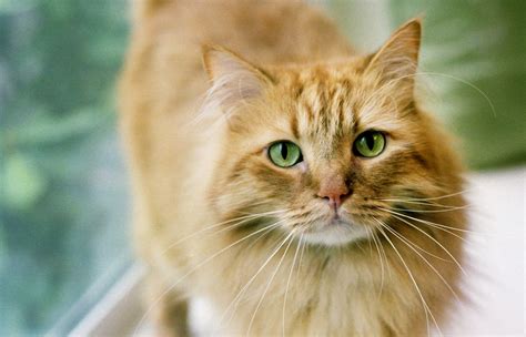 what breed is a ginger cat
