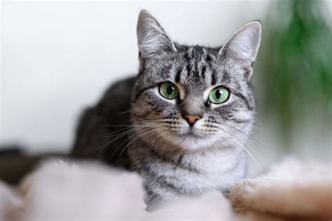 what breed is a grey tabby