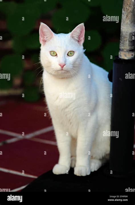 what breed is a white cat with green eyes