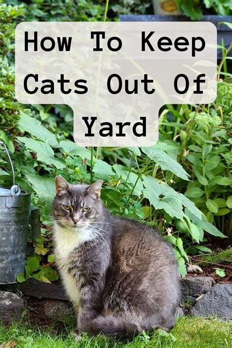 what can i use to keep the cats out of my yard