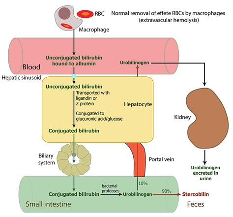 what causes low bilirubin in newborns