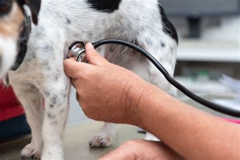 what causes syncopal episodes in dogs